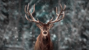 Celtic Stag Meaning: Symbol of Strength, Rebirth & Cernunnos